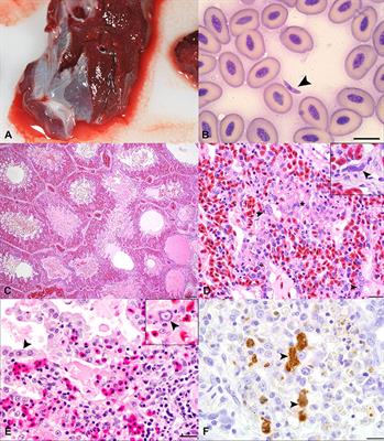 Fatal Sarcocystis falcatula Infection in Three Penguins